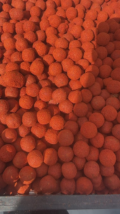 Scopex nut fusion boilies